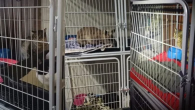 Fotos de Ministério Público determina retirada de 140 gatos de residência em Maringá após denúncias de maus-tratos; vídeo