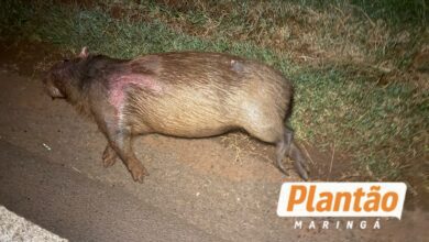 Fotos de Motociclista fica ferido após colisão com capivara na PR-546 entre Floresta e Itambé