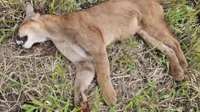 Fotos de Onça-parda é encontrada morta às margens da rodovia da PR-453; suspeita é de atropelamento