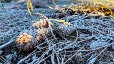 Fotos de Paraná registra sensação térmica de até -8,4°C, mas frio mais intenso ainda está por vir; veja a previsão
