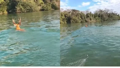 Fotos de Nunca vi isso: pescador registra animal raro atravessando o Rio Paraná, no Porto Maringá; assista