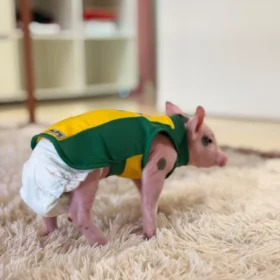 Fotos de 🐖 ‘Onde eu vou, ela vai atrás’: Porquinha criada na mamadeira vira sensação na região de Maringá; vídeo
