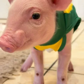 Fotos de 🐖 ‘Onde eu vou, ela vai atrás’: Porquinha criada na mamadeira vira sensação na região de Maringá; vídeo