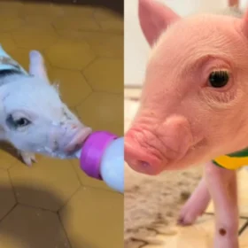 Fotos de 🐖 ‘Onde eu vou, ela vai atrás’: Porquinha criada na mamadeira vira sensação na região de Maringá; vídeo