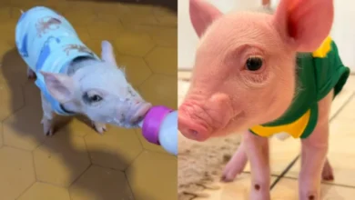 Fotos de 🐖 ‘Onde eu vou, ela vai atrás’: Porquinha criada na mamadeira vira sensação na região de Maringá; vídeo